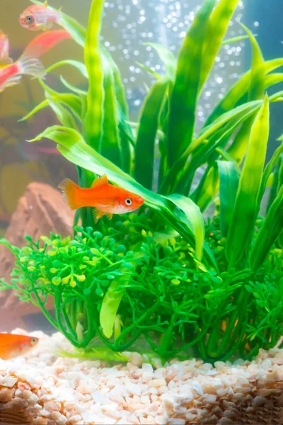 Little red fish with green plant in fish tank or aquarium underwater life concept.