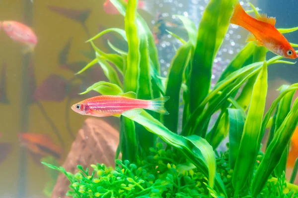 Pequenos Peixes Vermelhos Com Planta Verde Tanque Peixes Aquário Conceito — Fotografia de Stock