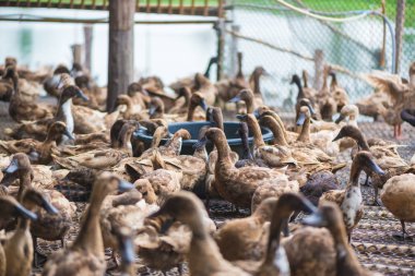Çiftlikte ördek grubu, Tayland 'da geleneksel çiftçilik, hayvan çiftliği..