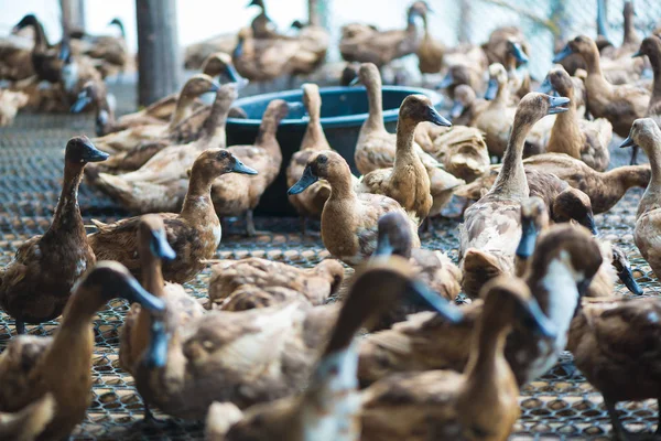 Patos Granja Agricultura Tradicional Tailandia Granja Animales — Foto de Stock