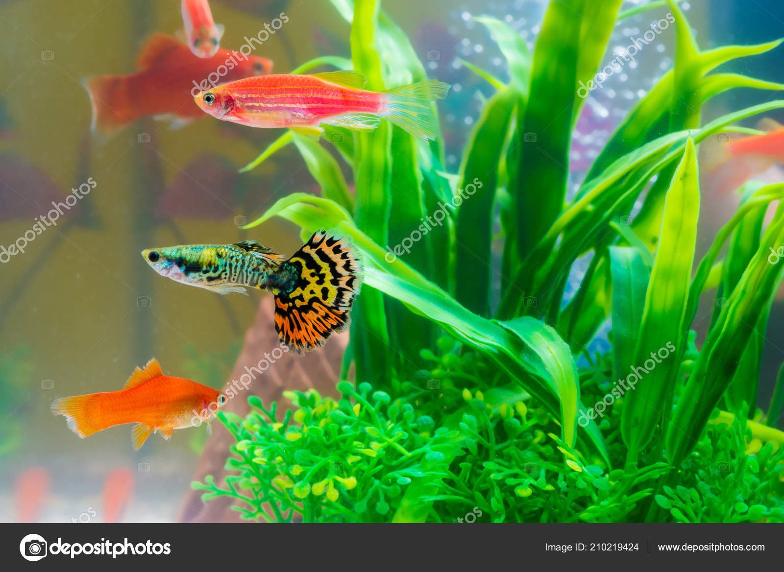 Little Fish Fish Tank Aquarium Gold Fish Guppy Red Fish Stock Photo Image By C Pookpiik Little Fish Fish Tank Aquarium Gold Fish Guppy Red Fish Stock Photo Image By C Pookpiik