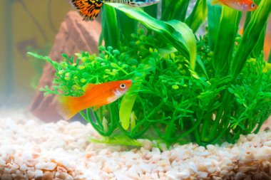 Akvaryum veya akvaryum, altın balık, guppy ve kırmızı balık, küçük balık sazan yeşil bitki, sualtı canlıları kavramı ile fantezi.