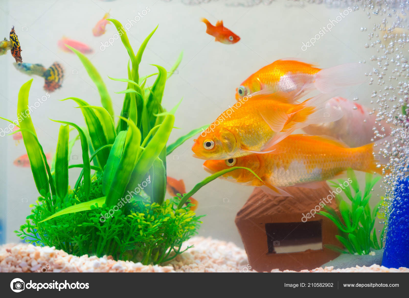 Little Fish Fish Tank Aquarium Gold Fish Guppy Red Fish — Stock Photo ©  pookpiik #210582902
