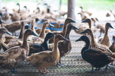 Çiftlikte ördek grubu, Tayland 'da geleneksel çiftçilik, hayvan çiftliği..
