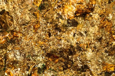 Parlak sarı altın yaprak veya artıklar altın folyo arka plan doku, arka of Buda resim yüzey.