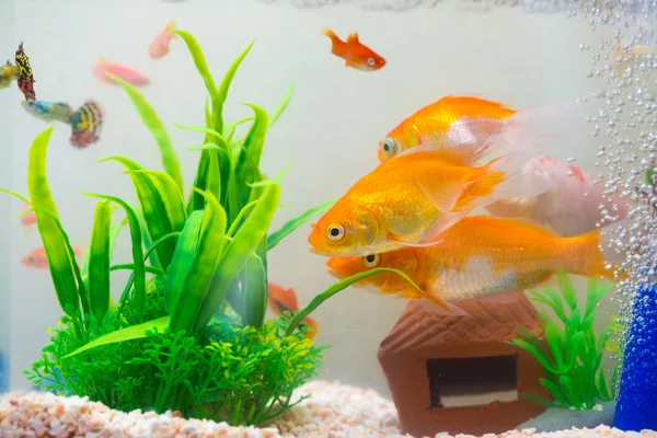 Liten Fisk Akvariet Eller Akvarium Guld Guppy Och Röd Fisk — Stockfoto