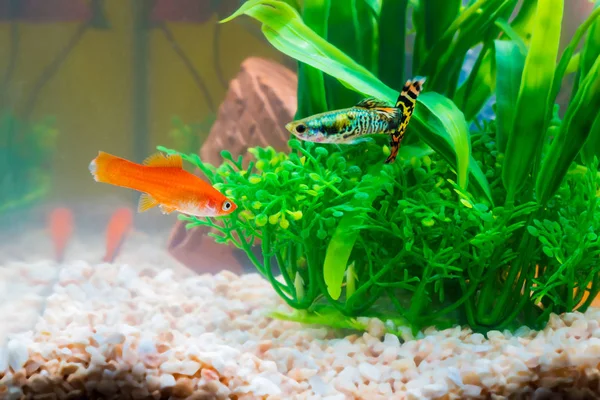 Liten Fisk Akvariet Eller Akvarium Guld Guppy Och Röd Fisk — Stockfoto