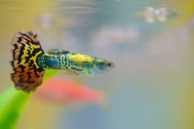 Akvaryum veya akvaryum, altın balık, guppy ve kırmızı balık, küçük balık sazan yeşil bitki, sualtı canlıları kavramı ile fantezi.