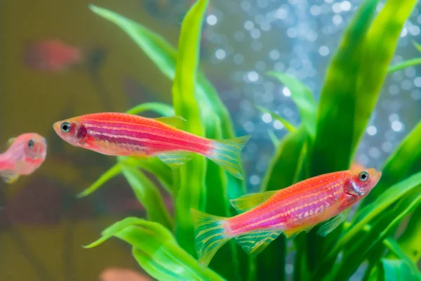 Liten Röd Fisk Med Grön Växt Fisk Tank Eller Akvarium — Stockfoto