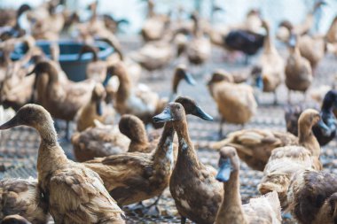 Çiftlikte ördek grubu, Tayland 'da geleneksel çiftçilik, hayvan çiftliği..