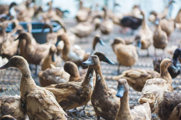 Grupo Patos Granja Agricultura Tradicional Tailandia Granja Animales — Foto de Stock