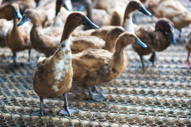 Çiftlikte ördek grubu, Tayland 'da geleneksel çiftçilik, hayvan çiftliği..