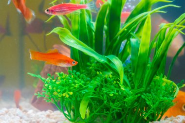 Küçük kırmızı balık ile balık tank veya akvaryum sualtı canlıları kavram yeşil bitki.