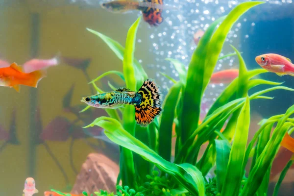 Little Fish Fish Tank Aquarium Gold Fish Guppy Red Fish — Stock Photo, Image