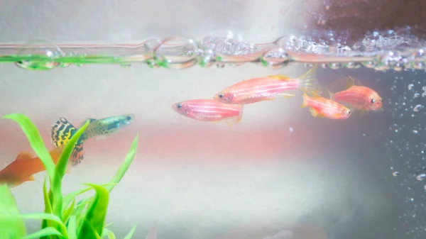 Pequenos Peixes Vermelhos Com Planta Verde Tanque Peixes Aquário Conceito — Fotografia de Stock