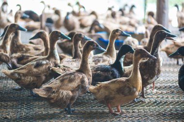 Çiftlikte ördek grubu, Tayland 'da geleneksel çiftçilik, hayvan çiftliği..