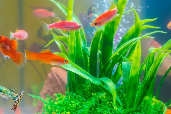 Pequenos Peixes Vermelhos Com Planta Verde Tanque Peixes Aquário Conceito — Fotografia de Stock