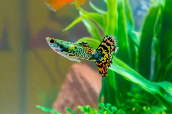 Kleine Fische Fischbecken Oder Aquarium Mit Grüner Pflanze Unterwasserlebenskonzept — Stockfoto