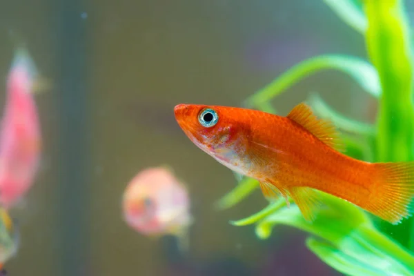 Pequenos Peixes Vermelhos Com Planta Verde Tanque Peixes Aquário Conceito — Fotografia de Stock