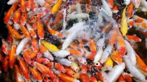 Feeding Colorful Fancy Carp Fish Koi Carps Crowding Competing Food — Stock Video