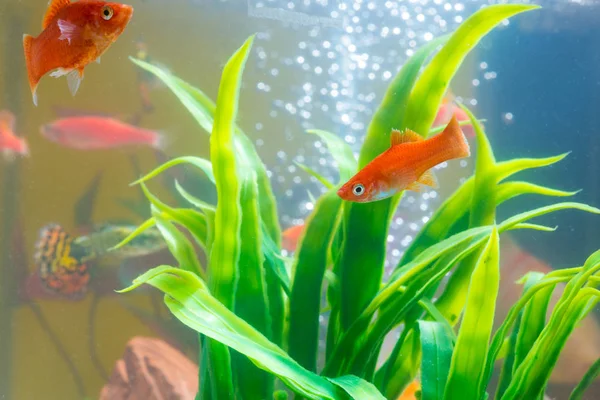 Pequenos Peixes Vermelhos Com Planta Verde Tanque Peixes Aquário Conceito — Fotografia de Stock