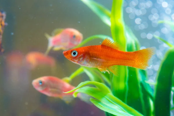 Pequenos Peixes Vermelhos Com Planta Verde Tanque Peixes Aquário Conceito — Fotografia de Stock