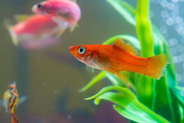 Pequenos Peixes Vermelhos Com Planta Verde Tanque Peixes Aquário Conceito — Fotografia de Stock