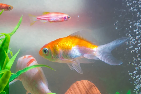 Little fish in fish tank or aquarium, gold fish, guppy and red fish, fancy carp with green plant, underwater life concept.