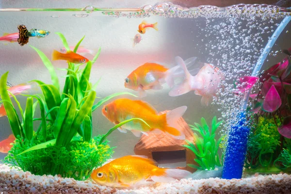 Little fish in fish tank or aquarium, gold fish, guppy and red fish, fancy carp with green plant, underwater life concept.