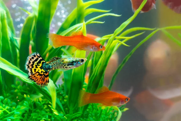 Kleine Fische Fischbecken Oder Aquarium Goldfische Guppy Und Rotfische Ausgefallene — Stockfoto