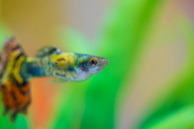 Akvaryum veya akvaryum, altın balık, guppy ve kırmızı balık, küçük balık sazan yeşil bitki, sualtı canlıları kavramı ile fantezi.