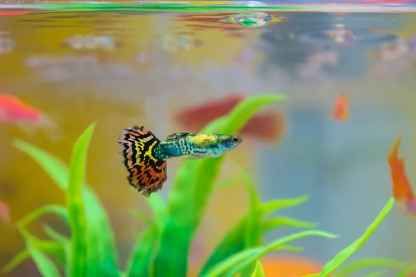 Μικρό Ψάρι Δεξαμενή Ψαριών Ενυδρείο Χρυσό Ψάρια Χρωματιστό Ψαράκι Και — Φωτογραφία Αρχείου