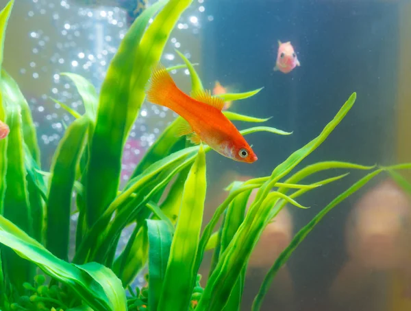 Pequenos Peixes Vermelhos Com Planta Verde Tanque Peixes Aquário Conceito — Fotografia de Stock