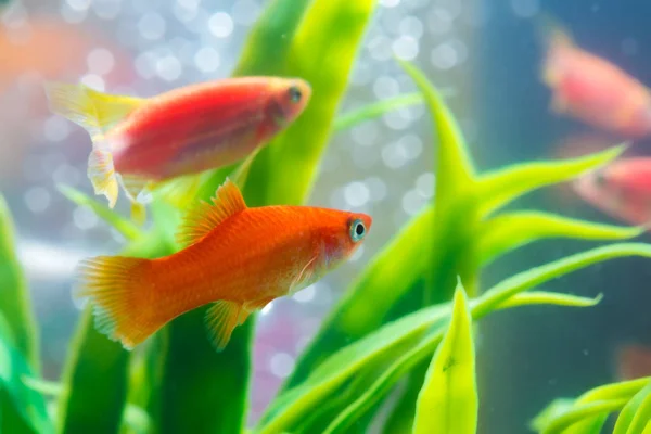 Pequenos Peixes Vermelhos Com Planta Verde Tanque Peixes Aquário Conceito — Fotografia de Stock