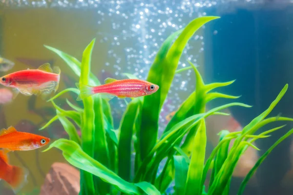 Pequenos Peixes Vermelhos Com Planta Verde Tanque Peixes Aquário Conceito — Fotografia de Stock