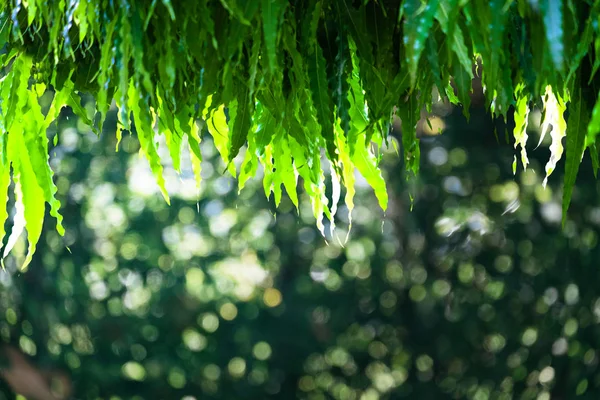 Abstrakte Natürliche Grüne Bokeh Von Baumhintergrund Natur Freien Mit Sonnenlicht — Stockfoto