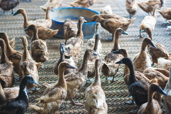 Grupo Patos Granja Agricultura Tradicional Tailandia Granja Animales —  Fotos de Stock
