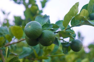 Yeşil limes Limon kireç ağacı dalı bahçede asılı.