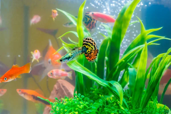 Liten Fisk Akvariet Eller Akvarium Guld Guppy Och Röd Fisk — Stockfoto