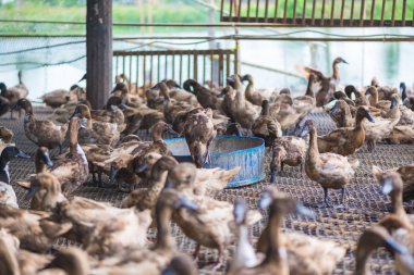 Çiftlikte ördek grubu, Tayland 'da geleneksel çiftçilik, hayvan çiftliği..