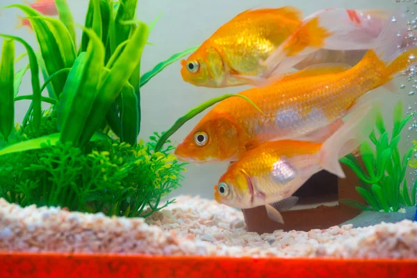 Peixe Pequeno Aquário Aquário Peixe Dourado Guppy Peixe Vermelho Carpa — Fotografia de Stock