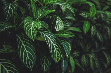 Yeşil koyu tonu arka plan, yeşil yaprak desen doku bırakır. Doğal görünüm.