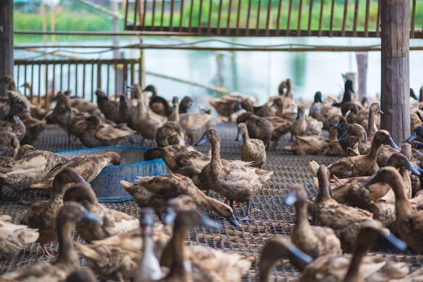 Çiftlikte ördek grubu, Tayland 'da geleneksel çiftçilik, hayvan çiftliği..