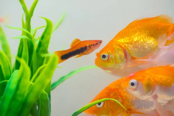 Peixe Pequeno Aquário Aquário Peixe Dourado Guppy Peixe Vermelho Carpa — Fotografia de Stock