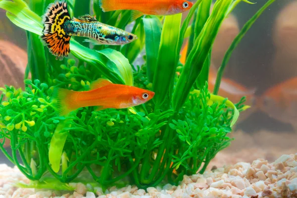 Liten Fisk Akvariet Eller Akvarium Guld Guppy Och Röd Fisk — Stockfoto