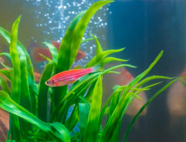 Liten röd fisk med grön växt i fisk tank eller akvarium underw — Stockfoto
