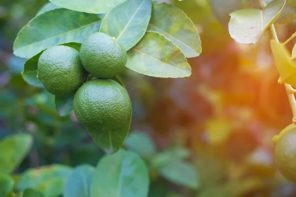 Green limes lemon hanging on the lime tree branch.