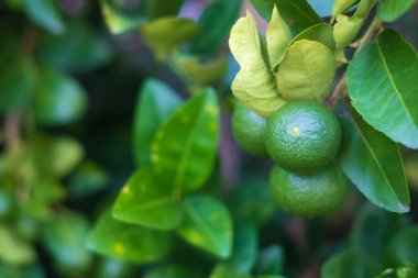 Yeşil limes limon kireç ağacı dalı üzerinde asılı.
