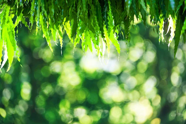 Abstrakte natürliche grüne Bokeh von Baumhintergrund. Natur defokussiert — Stockfoto