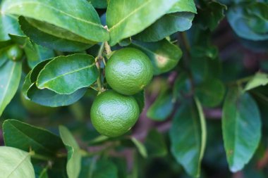 Yeşil limes limon kireç ağacı dalı üzerinde asılı.